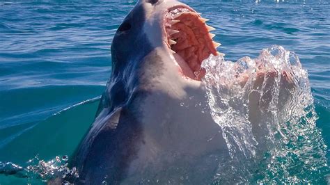 razor shark real.